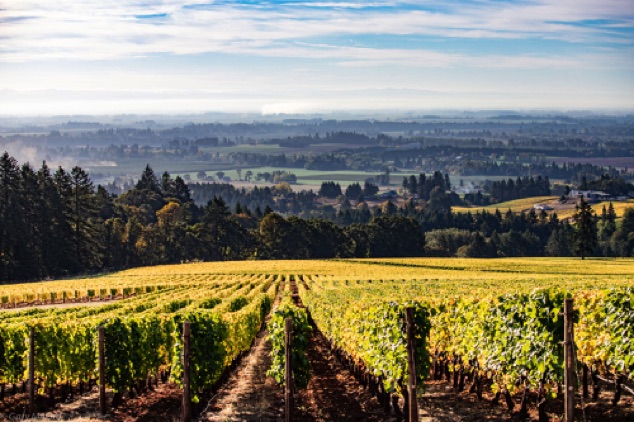 View of the Willamette Valley
Domaine Drouhin Vineyard
Dundee, OR